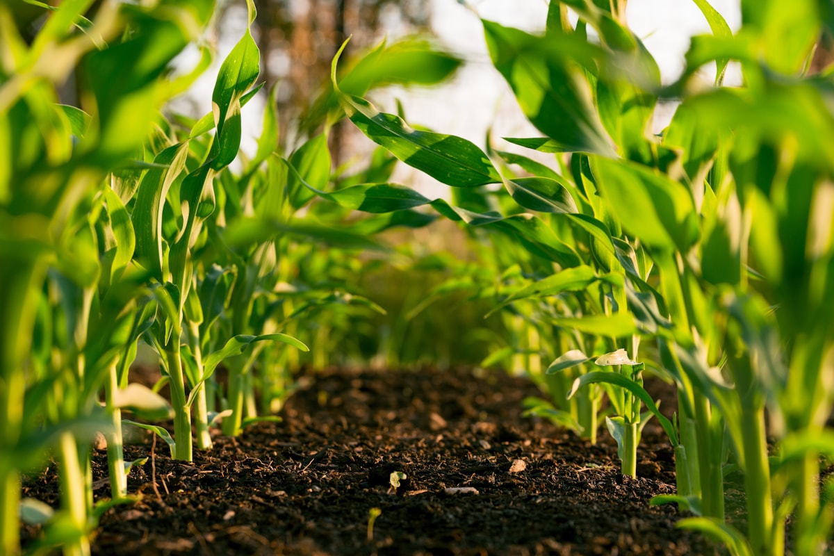 Agriculture subsidiary operations