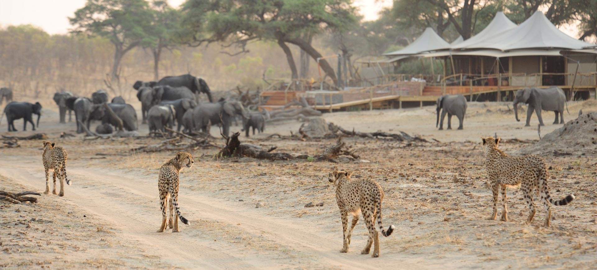 Wildlife tourism